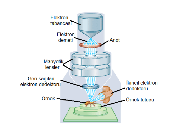 Şekil 2.24. Taramalı elektron mikroskobunun şematik gösterimi [36] 2.5. X-Işını Toz Kırınımı (XRD) X-ışını toz kırınımı, kristal yapı analizlerinde kullanılan bir yöntemdir.