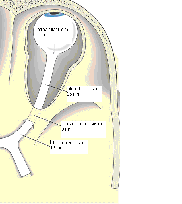 2. GENEL BĠLGĠLER 2.1. OPTĠK SĠNĠR ANATOMĠSĠ (7) Optik sinir ganglion hücre tabakasından başlar, optik kiazmada sonlanır ve yaklaşık olarak 4,5-5 cm lik bir uzunluktadır.