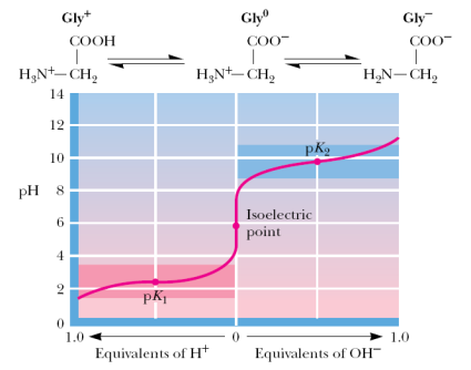 Amino asitlerin adlandırılması (N) Gly-Arg-Phe-Ala-Lys (C) veya GRFAK 13 Amino