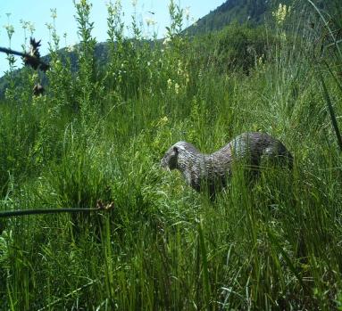 Abant Gölü Tabiat Parkı toplam 1196,5 ha büyüklüğünde olup göl alanı 127 ha.dır. Ankara İstanbul arasında kalmasından dolayı oldukça elverişli bir ulaşıma ve ziyaretçi yoğunluğuna sahiptir.