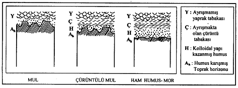 Ham Çürüntü Mull FİZYOGRAFİK VE GENEL TOPRAK ÖZELLİKLERİ Humus