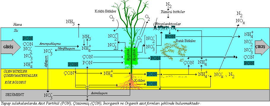 3. AZOT GİDERİMİ VE TASARIM ESASLARI 3.1 Azot Çevrimi Çevrimler süresince sulakalan içersindeki suyun ph ı, sıcaklığı, çözünmüş oksijeni vb. bazı özellikleri zamanla değişebilir.