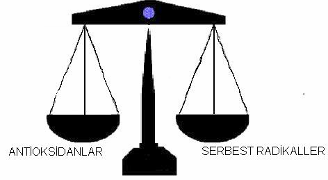 4. Serbest radikallerin oluşturdukları hasarın onarılması şeklinde onarıcı etki gösterirler(46). Şekil 2.8.