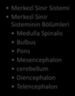 HEDEFLER İÇİNDEKİLER MERKEZÎ SİNİR SİSTEMİ (SYSTEMA NERVOSUM CENTRALE) Merkezî Sinir Sistemi Merkezî Sinir Sisteminin