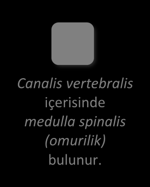 Merkezî sinir sistemi nörocranium kemiklerinin oluşturduğu cavitas cranii ile omurların bir araya gelerek oluşturdukları cavitas spinalis olarak bilinen boşluklara yerleşmiştir.