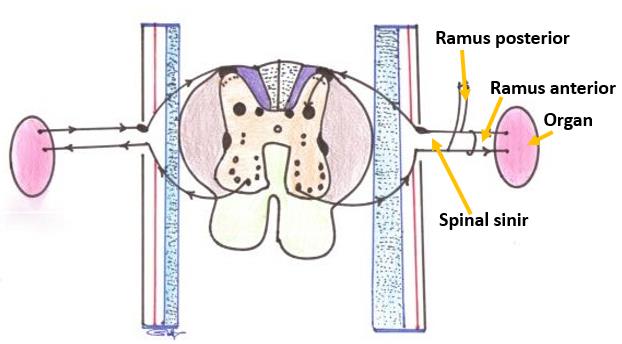 Medulla Spinalis (Omurilik) Vertebralar (omurlar) üst üste gelerek omurga denilen iskelet bölümünü meydana getirirler. Omurga içerisinde canalis vertebralis ismi verilen bir boşluk oluşur.