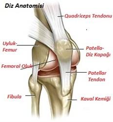 Patella, uyluk ile kaval kemiğine tendon denilen kirişler aracılığıyla tutunur. Oturur pozisyondayken, baldırlarımızı dizimiz aracılığıyla düz olarak kaldırmamızı sağlar.