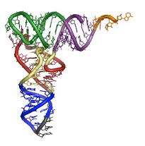 RNA da Timin yerine Urasil vardır 1. mrna(messanger,haberci RNA) DNA kopyalanmasında rol alır Urasil diğer birçok grupla birleşir.