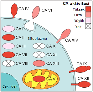 2.3.4. Karbonik Anhidraz Enzim Ailesi CA lar, arkea, prokaryotik, ökaryotik hücrelerde bulunur ve α-, β-, γ-, δ-, ve ζ-ca lardan oluşan beş ayrı gen ailesi tarafından kodlanırlar.