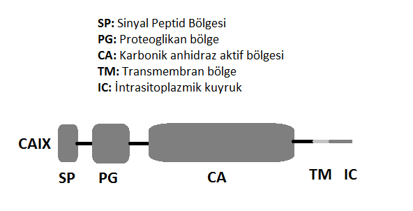 CA-IX ve CA-XII ph düzenleyen enzimlerdir ve her ikiside potansiyel antikanser hedefleri olarak kullanılabilirler.