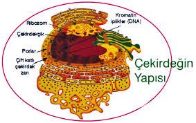 Nukleus (Çekirdek); Ökaryat hücrelerde bulunan zarla kaplı organel, Genetik