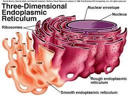 Endoplazmik retikulum; Proteinlerin katlanması ve taşınması,