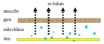 terleme sırasında öncelikle nem ve buhar bu mikroklima bölgesinde meydana gelmektedir. Şekil 2.13: Giysi vücut sistemi (Gün 2014) Şekil 2.