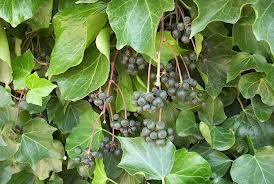 Hedera