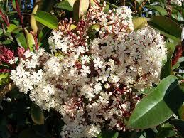 Photinia