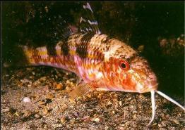 BARBUNYA Mullus barbatus (Linnaeus, 1758) M: Asıl barbunya, Kepez Barbunyası, Sultan Balığı İ: Red Mullet A: Spanfisch F: Rouget de vase Mullus barbatus ponticus Mullus barbatus M: Mahalli adı İ: