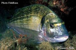 ÇİPURA Sparus aurata (Linnaeus, 1758) İ: Gilthead seabream A: Dorade royal F: Daurade M: Alyanak, Mendik, Lidaki (Küçüğü) Genel özellikleri: Çipura balığında vücut oval, yanlardan yassılaşmış ön