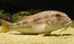 TEKİR Mullus surmuletus (Linnaeus, 1758) M: Çuka Tekiri İ: Striped red mullet A: Gestreifte Meerbarbe F: Rouget de roche Genel özellikleri: Başın ön profili, barbunya balığının aksine dik olmayıp