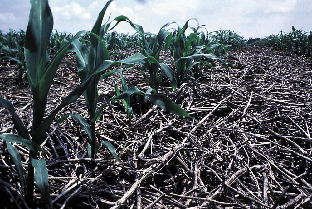 Toprak Yönetimi 343 Toprak çiftiçinin dolayısı ile tarımın en önemli sermayesidir : Toprak sağlığı-bitki ve ürün sağlığıdır.