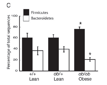 Fare - Lipid üretimi - Yağ