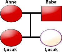 Aşağıda verilen soy ağacı bir ailedeki bireylerin kirpik uzunluklarının kalıtımını göstermektedir.