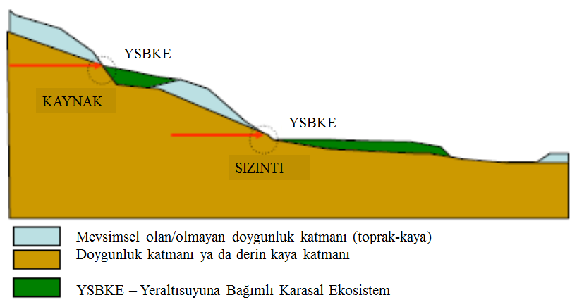 1- Yeraltısuyu kaynağının ekosistemi doğrudan kaynak ya da sızıntılarla suladığı durumlar (Şekil-35) Bu türü tanımlayabilecek bir örnek, karasal ekosistemi besleyen bir kaynak olabilir.