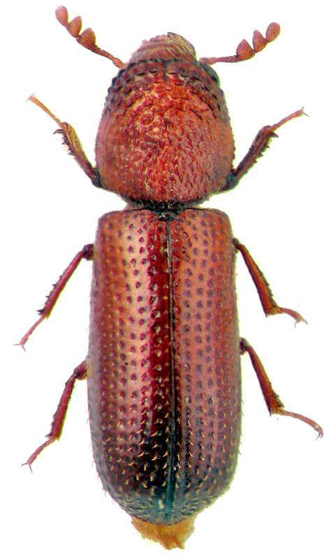 Coleoptera: Bostrychidae Ekin Kanbur Biti (Rhizopertha dominica) Tanımı: Ergin, esmer veya kırmızımsı esmer renkli silindirik şekilli ve 2.5-3 mm boyundadır.