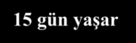 Yumurtadan çıkan larva embriyoya yakın kısımdan tane içine girerek beslenmeye