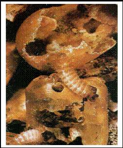 Coleoptera: Dermestidae Khapra Böceği (Trogoderma granarium) Zararı: Böceğin ambardaki varlığı ürün üzerindeki, ürünün niteliğini de olumsuz etkileyen larva gömleği artıklarından
