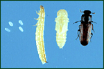 Coleoptera: Tenebrionidae Kırma Biti (Tribolium confusum) Yaşayışı: Ergin, 300-400 yumurta bırakır.