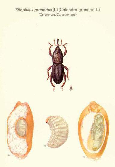 Coleoptera: Curculionidae Buğday Biti (Sitophilus granarius) Tanımı: İkinci çift kanatlar körelmiştir. Bu sebeple de erginler uçamazlar.