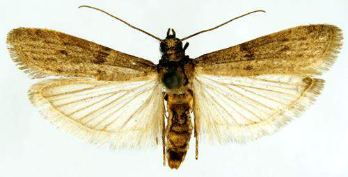 Lepidoptera: Pyralidae Kuru İncir Güvesi (Ephestia figulilella) Tanımı: Erginler, kurşuni, ender olarakta açık sarı renkli 8-9mm boydadır. Ön kanatlar üzerinde koyu renkli bantlar bulunur.