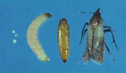 Lepidoptera: Pyralidae Kuru Meyve Güvesi (Plodia interpunctella) Tanımı Erginin ön kanatlarının bir bölümü sarı, bir bölümü kırmızı ve koyu lekelidir.