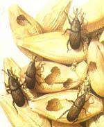 Coleoptera: Curculionidae Buğday Biti (Sitophilus granarius) Zararı: Buğday bitinin ergin ve larvaları bütün hububat çeşitlerinde makarna ve bisküvi gibi gıdalarda zarar yaparlar.