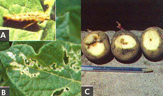 Lepidoptera: Gelechidae Patates Güvesi (Phthorimaea operculella) Zararı: Domates, tütün, patlıcan, biber gibi kültür bitkilerinin yanı sıra,yabani solanaceae lerde patates güvesinin konukçularıdır.