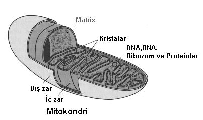 7- Mitokondri : 5-Ribozom : 1-Yapısında r-rna ve protein bulunur. 2-Nukleus ta meydana gelir. 3-Hücrede protein sentezini gerçekleştirir. 4-Protein sentezi fazla olan hücrelerde çok bulunur.