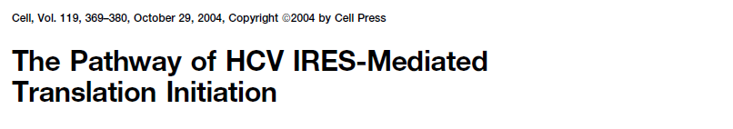 5 UTR RNA ile 40S subunit kompleksi, HCV translasyon başlatıcı kodon ile ilişkiye geçer.