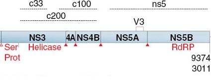 NS3 serin proteaz trans pozisyonunda aktiftir, çinko bağımlıdır ve NS3/NS4A, NS4A/NS4B,