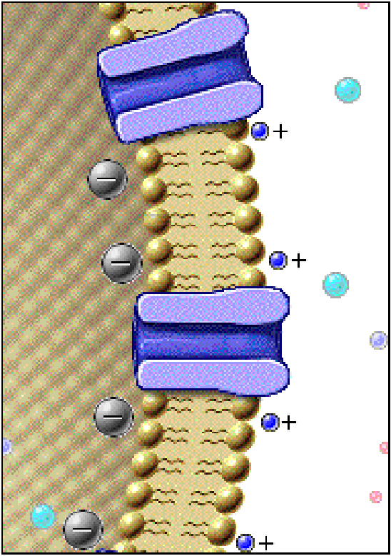 Şekil 2-3 teki hücre sadece potasyuma seçici geçirgendir. Gradiyentler iyonların hareket etmesine neden olurlar.