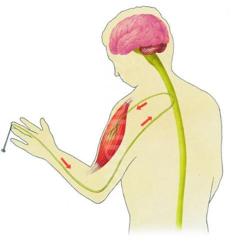Omurilik Omurilik soğanından başlayarak kuyruk sokumuna kadar olan omurgamız içerisinde yer alan bir sinir kordonudur. Beyne gelen ve giden bütün sinirler omurilikten geçer.