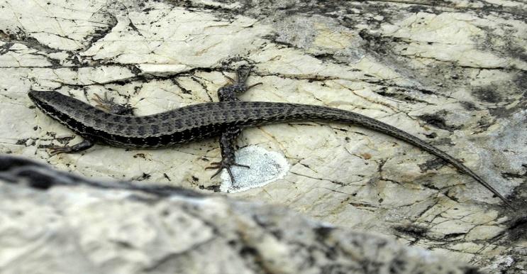 Blanus strauchi (Kör kertenkele) Mabuya aurata (Tıknaz kertenkele) Bacaksız Kertenkeleler (Amphisbaenidae) Parlak Kertenkeleler (Scincidae) Yaşadığı Yerler: Seyrek bitki ve çalılık kısımlardaki taş