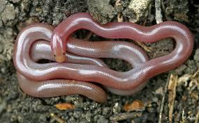 Typhlops vermicularis (Kör yılan) Dolicophis caspius (Hazer Yılanı) KörYılanlar (Typhlopidae) Yaşadığı Yerler: Nemli toprak içi ve taş altlarında yaşar. Türkiye nin büyük kısmında dağılış gösterir.