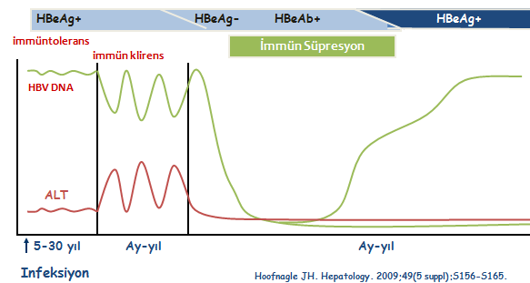 HBV Reaktivasyonu Nedir?