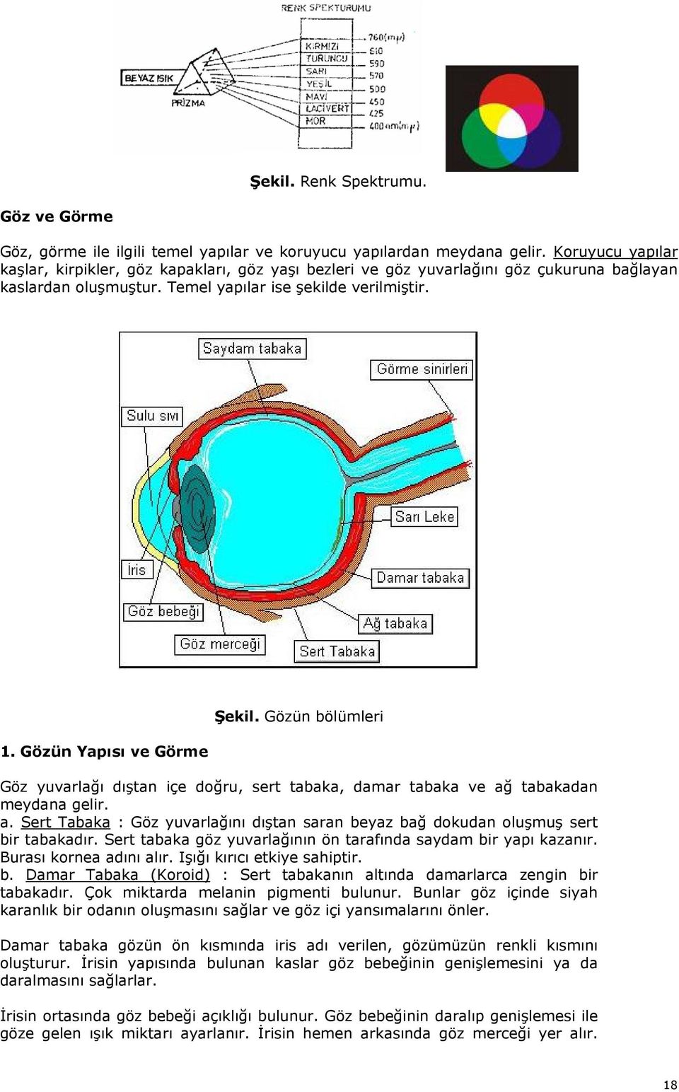 Gözün Yapısı ve Görme Şekil. Gözün bölümleri Göz yuvarlağı dıştan içe doğru, sert tabaka, damar tabaka ve ağ tabakadan meydana gelir. a. Sert Tabaka : Göz yuvarlağını dıştan saran beyaz bağ dokudan oluşmuş sert bir tabakadır.