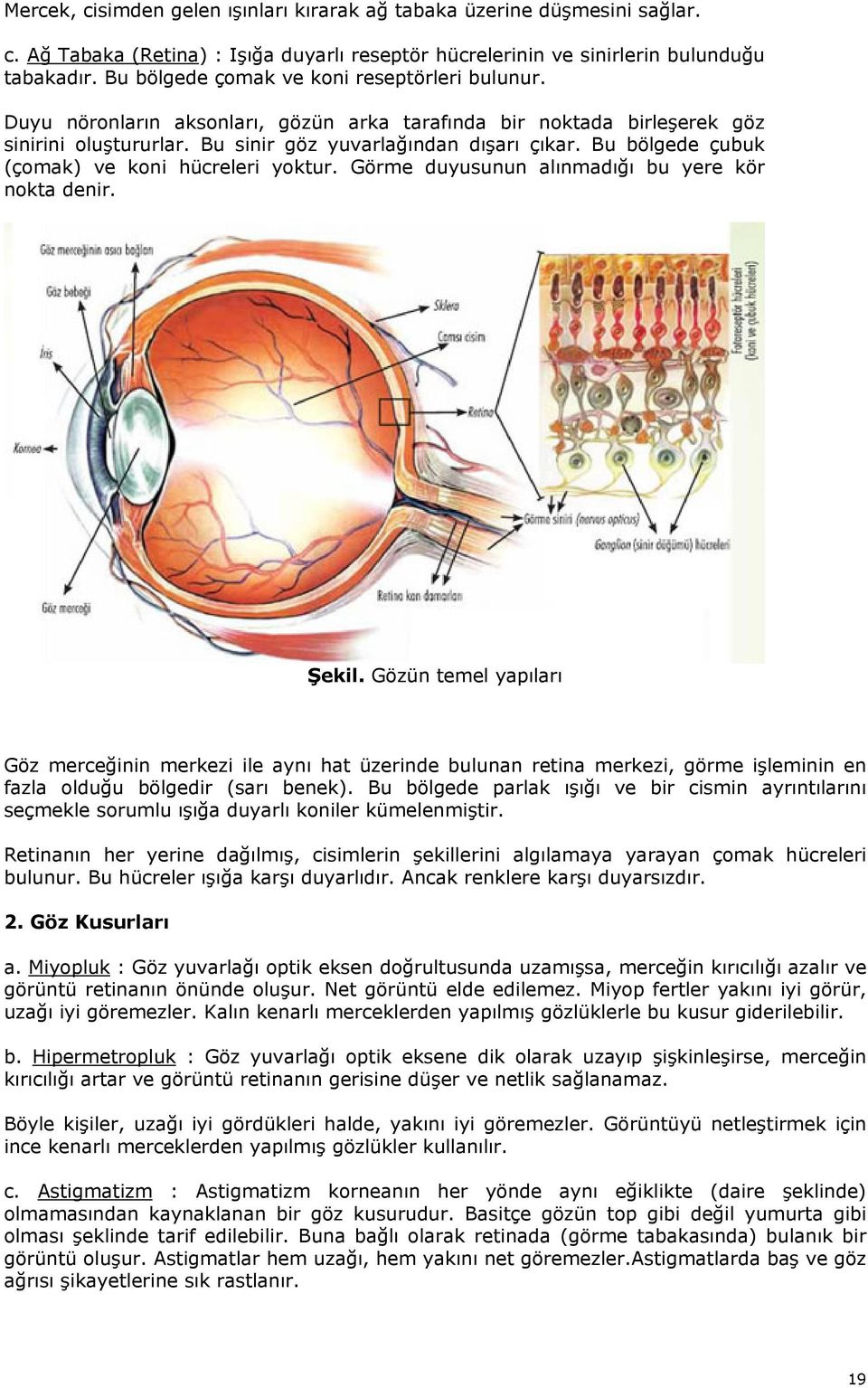 Bu bölgede çubuk (çomak) ve koni hücreleri yoktur. Görme duyusunun alınmadığı bu yere kör nokta denir. Şekil.