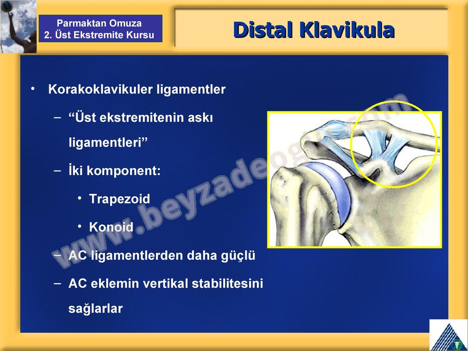 komponent: Trapezoid Konoid AC ligamentlerden