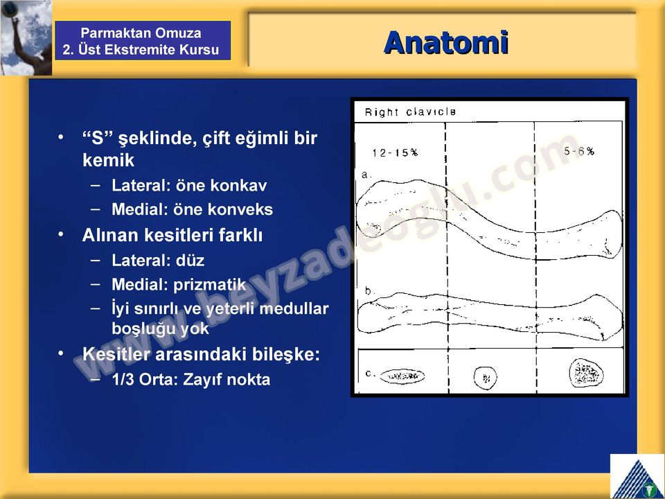 Medial: prizmatik İyi sınırlı ve yeterli medullar boşluğu