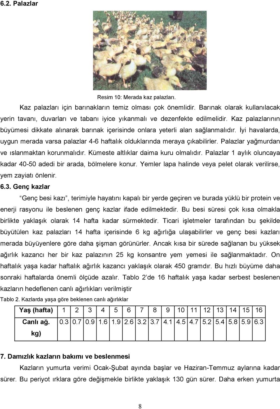 Kaz palazlarının büyümesi dikkate alınarak barınak içerisinde onlara yeterli alan sağlanmalıdır. İyi havalarda, uygun merada varsa palazlar 4-6 haftalık olduklarında meraya çıkabilirler.