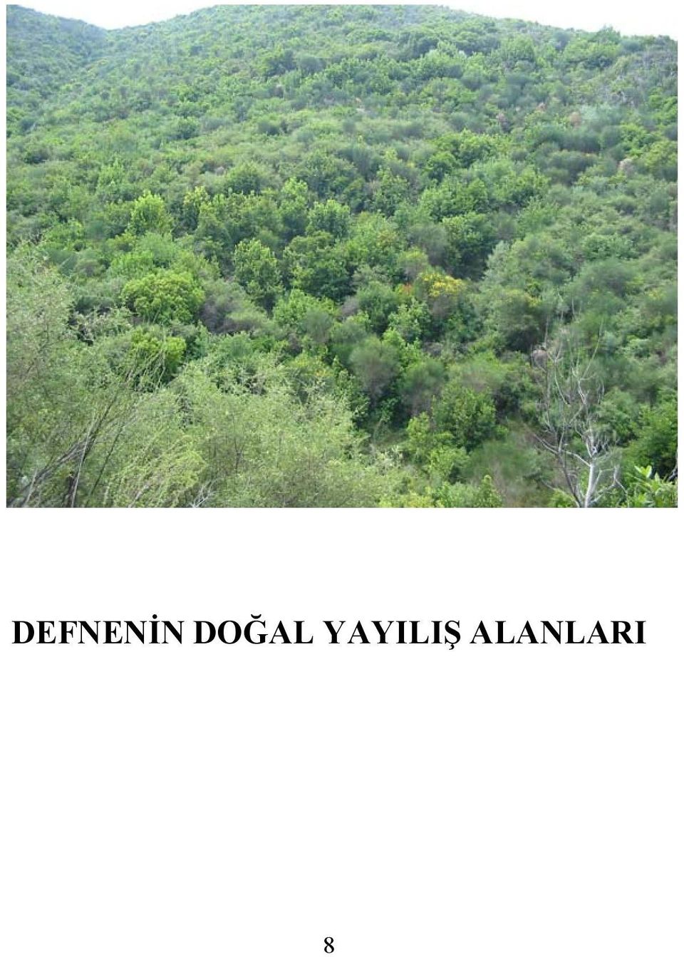 YAYILIŞ