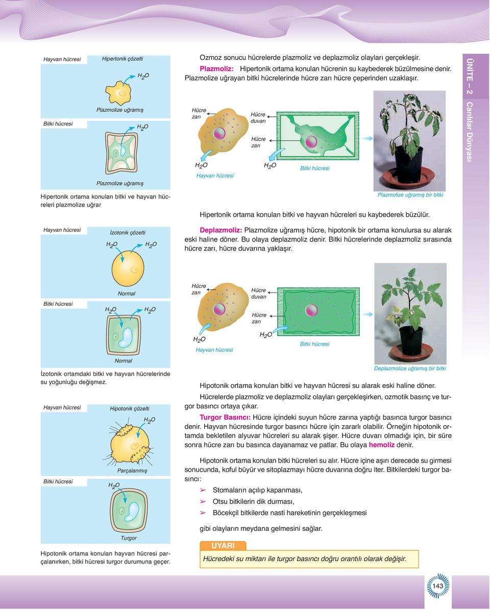 ÜNİTE 2 Bitki hücresi Plazmolize u ram fl H 2 O Plazmolize u ram fl Hücre zarı H 2 O Hayvan hücresi Hücre duvarı Hücre zarı H 2 O Bitki hücresi Hipertonik ortama konulan bitki ve hayvan hücreleri